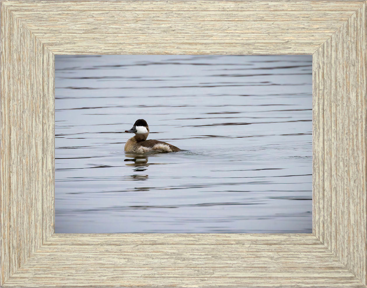 Solo Ruddy Drake #3