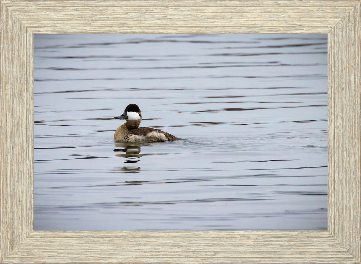 Solo Ruddy Drake #3