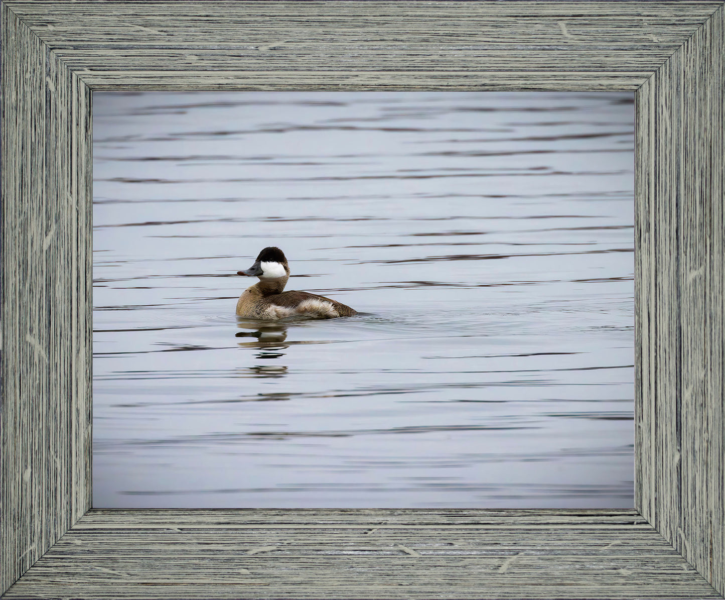 Solo Ruddy Drake #3