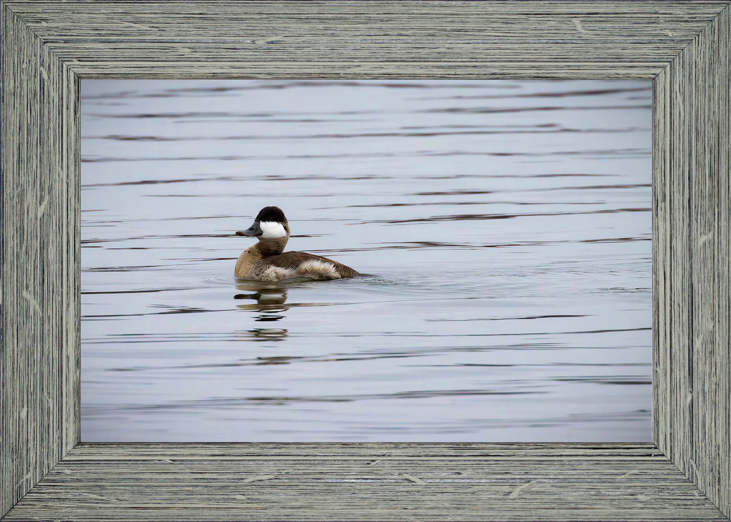 Solo Ruddy Drake #3