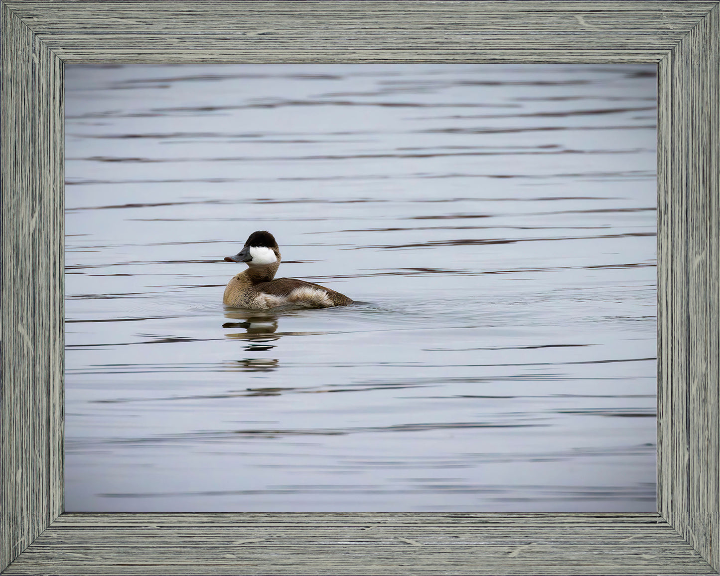 Solo Ruddy Drake #3
