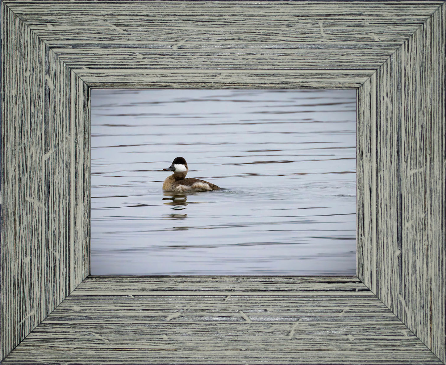 Solo Ruddy Drake #3