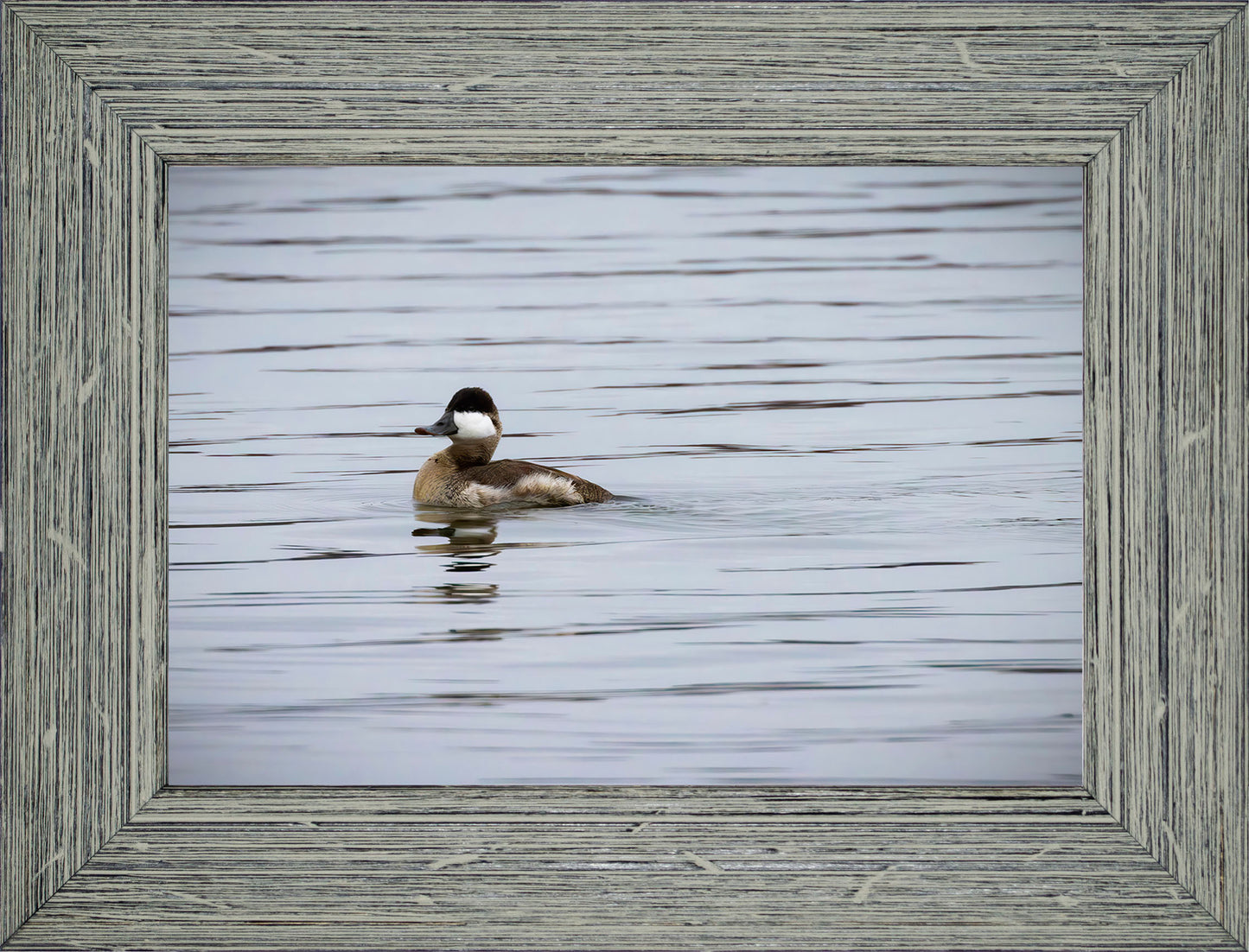 Solo Ruddy Drake #3
