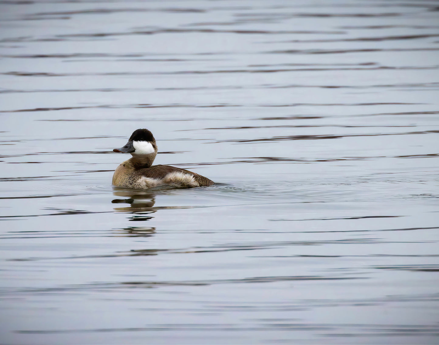 Solo Ruddy Drake #3