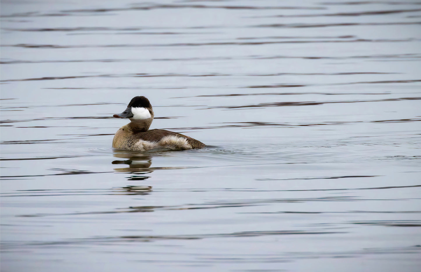 Solo Ruddy Drake #3