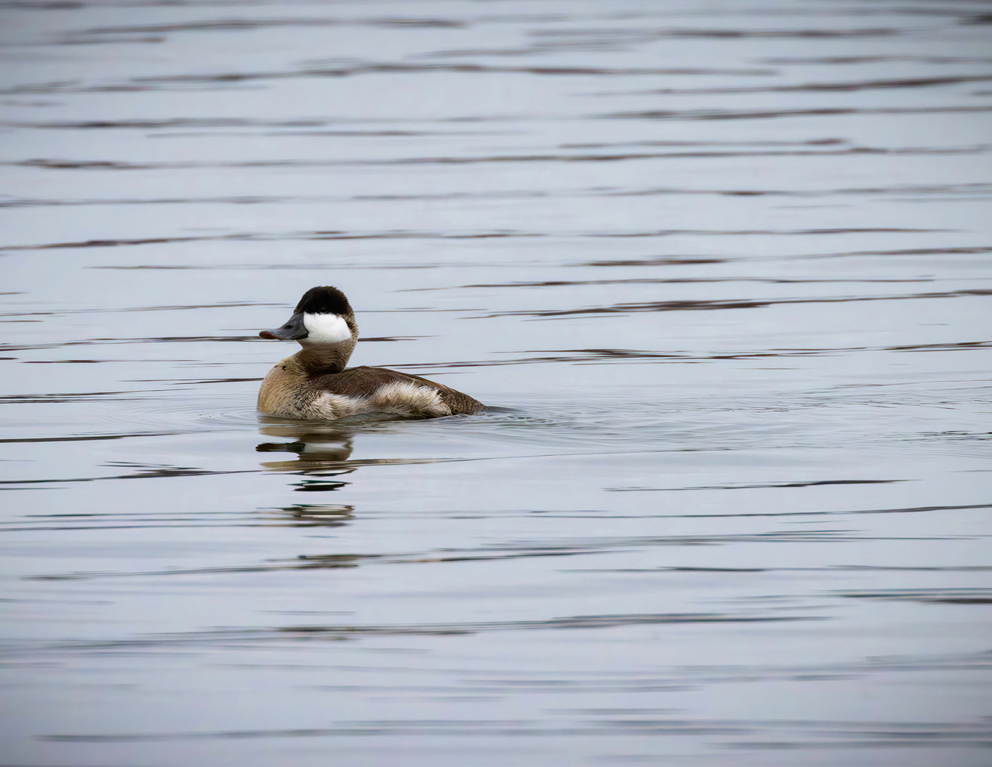 Solo Ruddy Drake #3