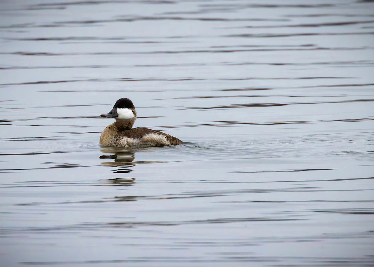 Solo Ruddy Drake #3