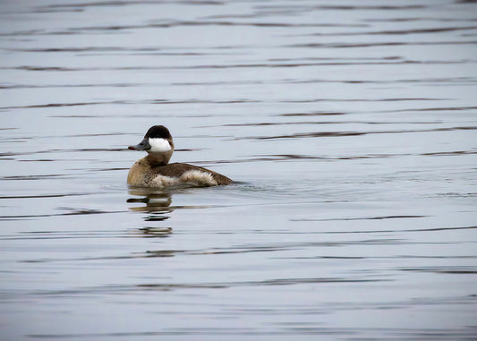 Solo Ruddy Drake #3