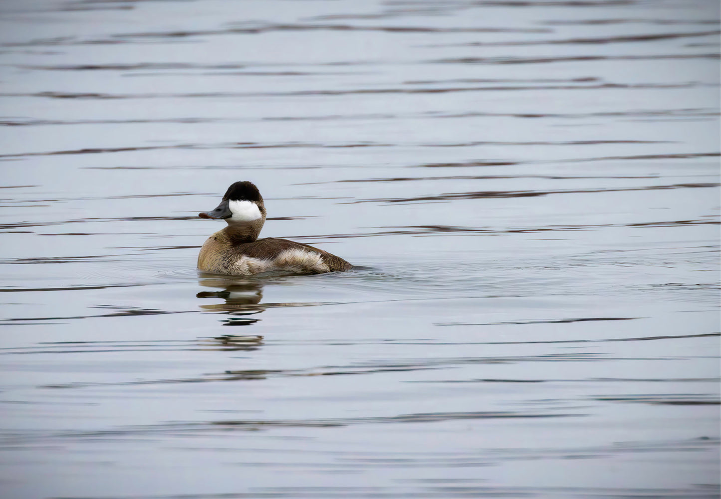 Solo Ruddy Drake #3