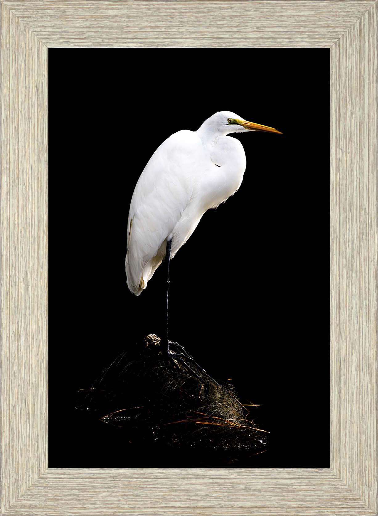 Studio in the Wild -- Digital Print