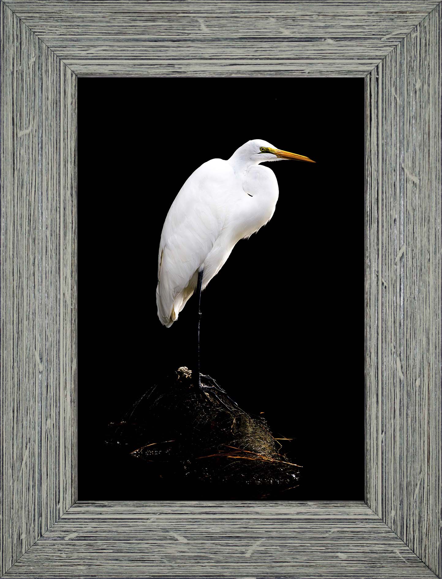 Studio in the Wild -- Digital Print