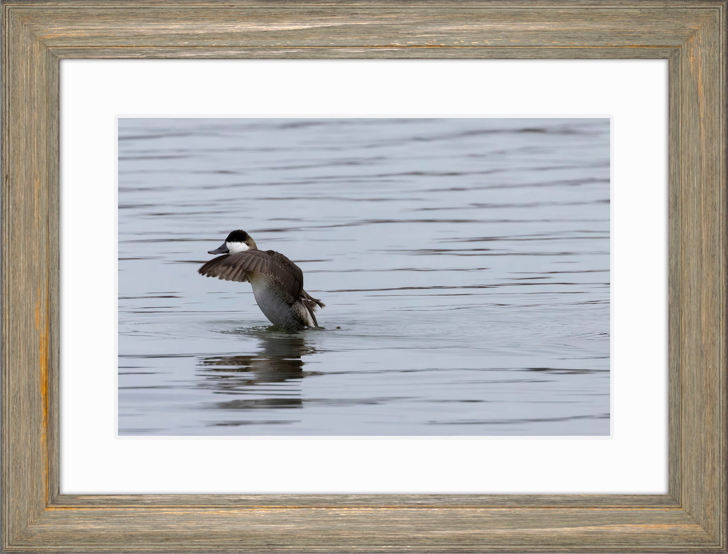 Take-off Ruddy