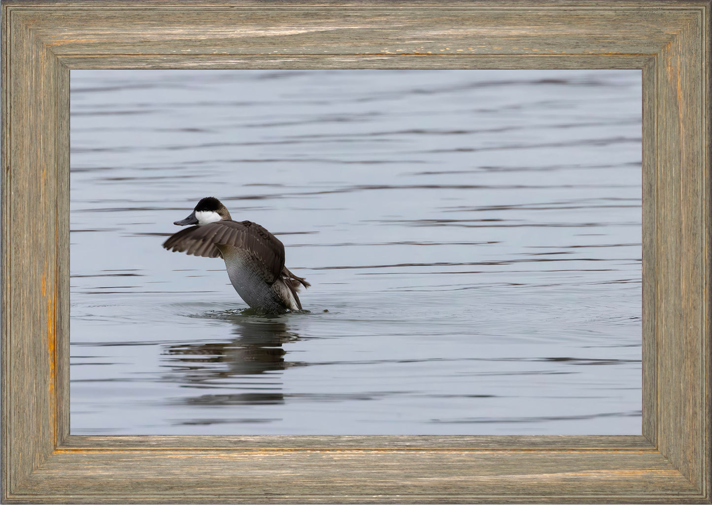 Take-off Ruddy