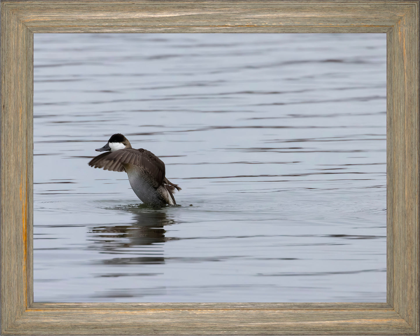 Take-off Ruddy