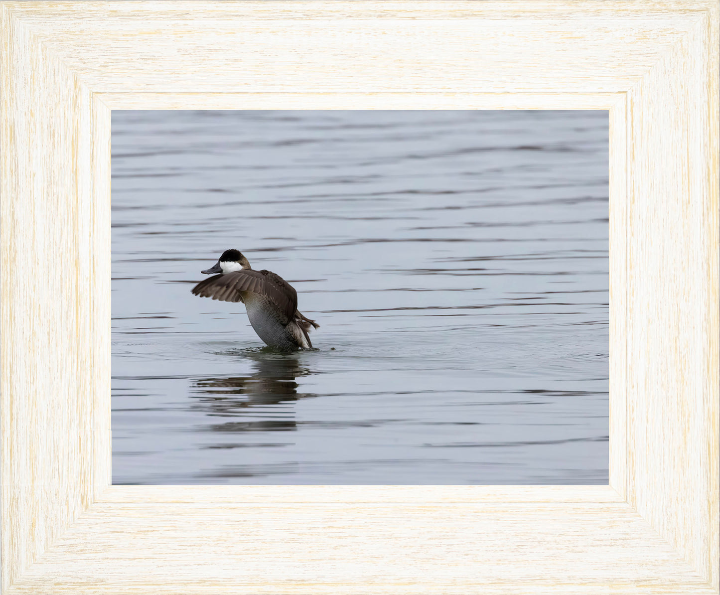 Take-off Ruddy