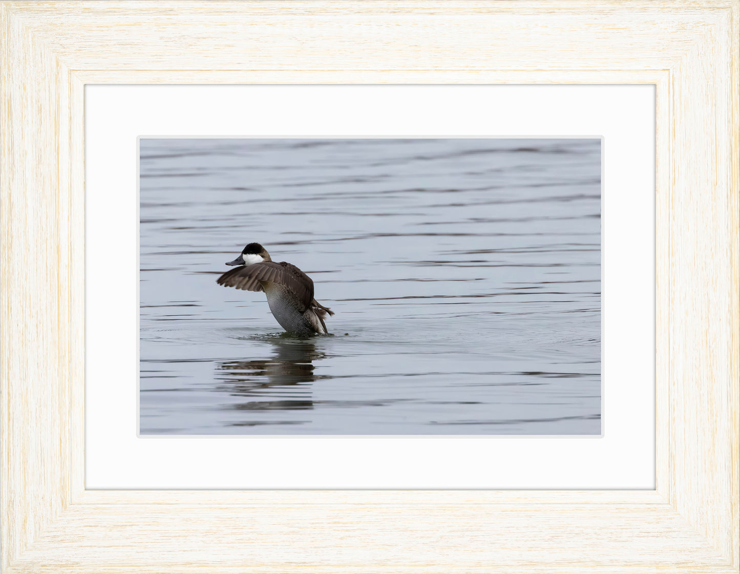 Take-off Ruddy