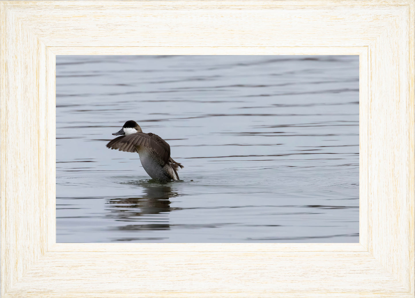 Take-off Ruddy