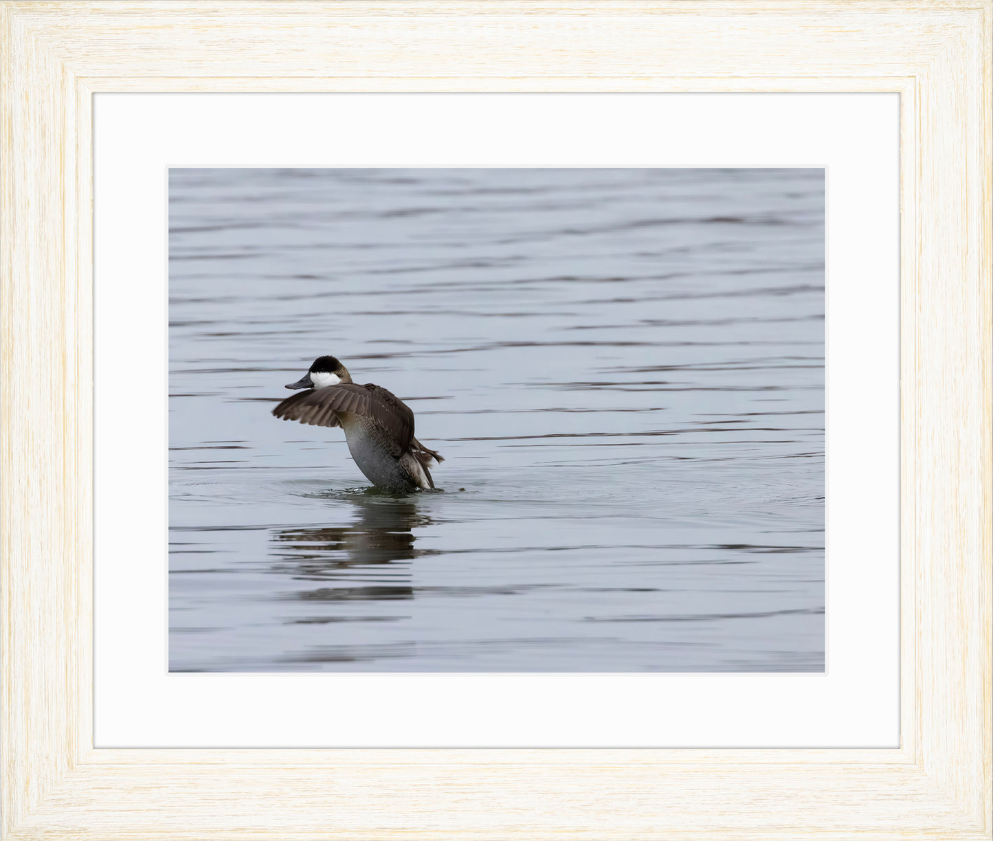 Take-off Ruddy