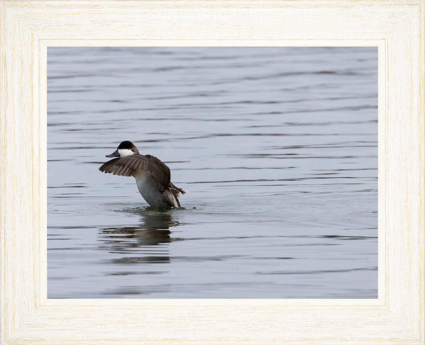 Take-off Ruddy