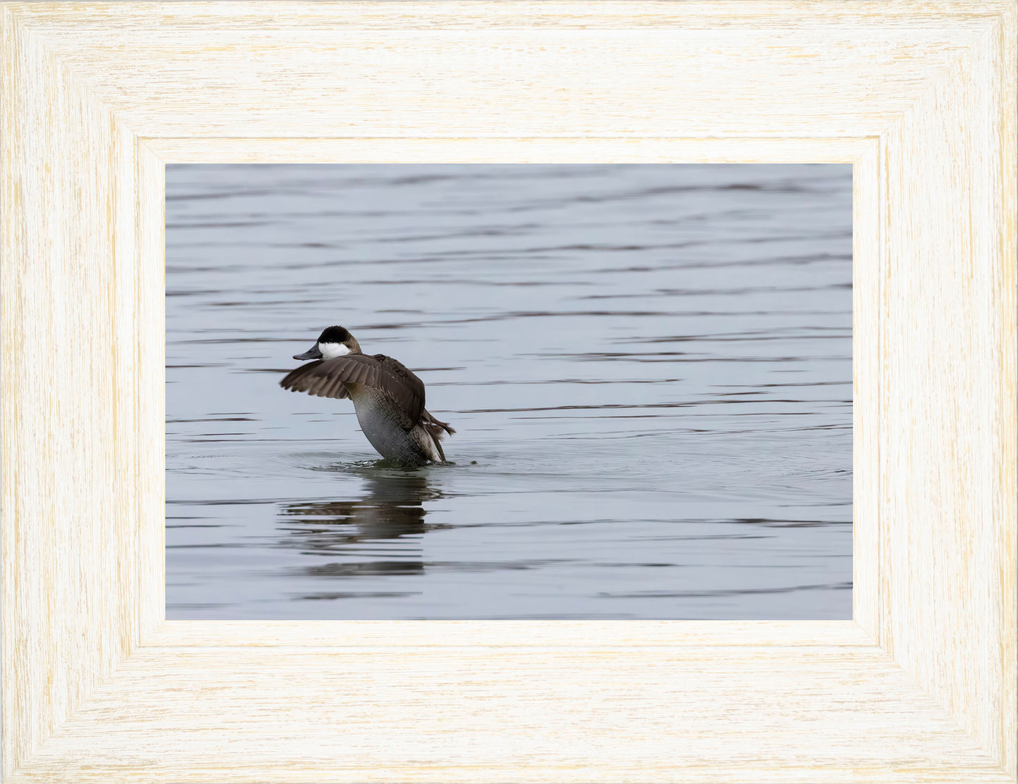 Take-off Ruddy