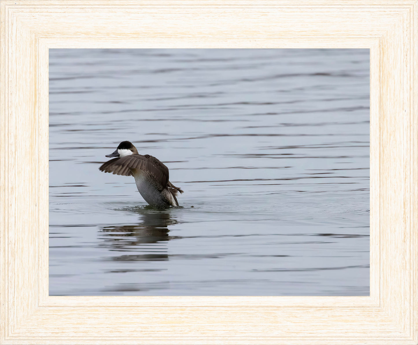 Take-off Ruddy