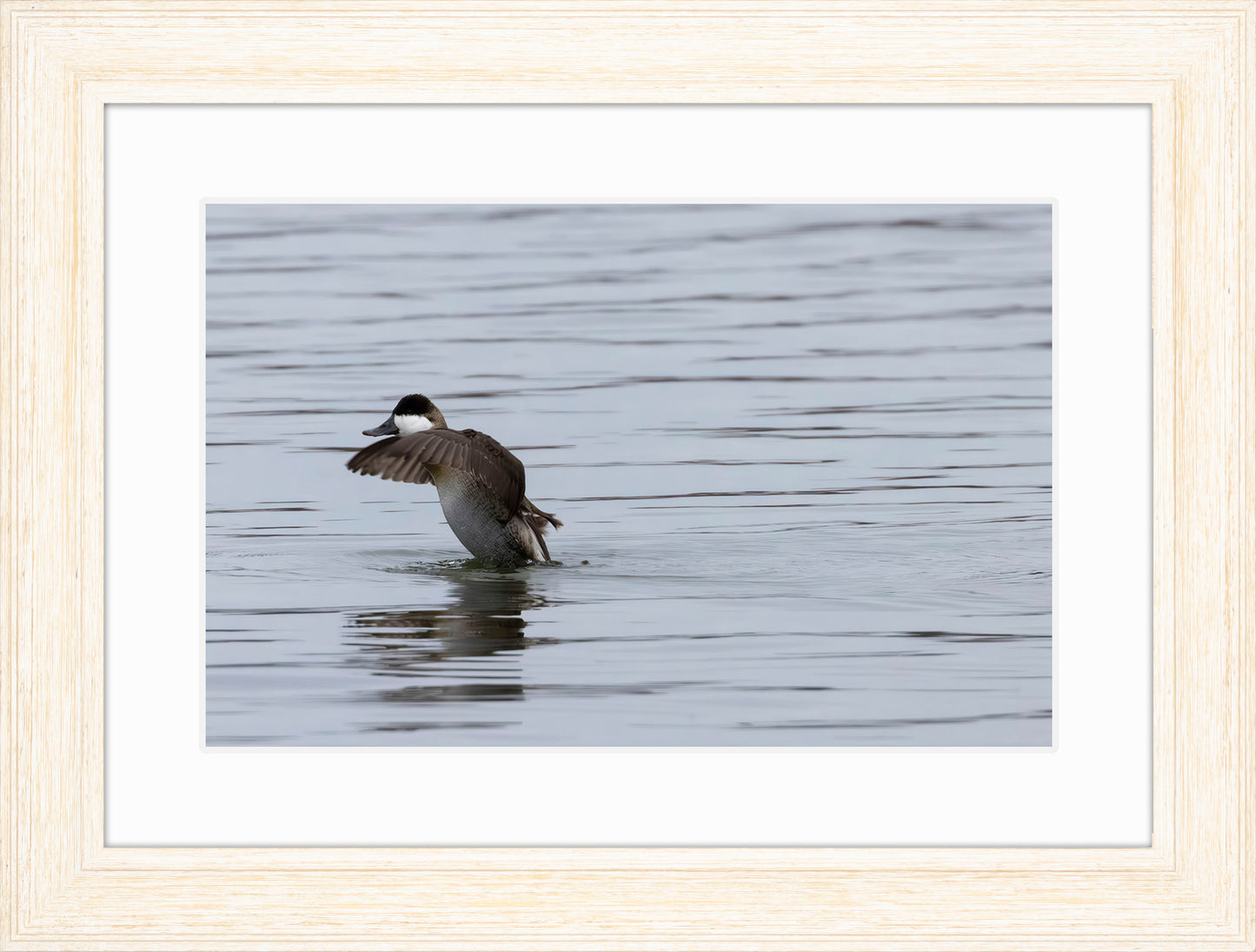 Take-off Ruddy