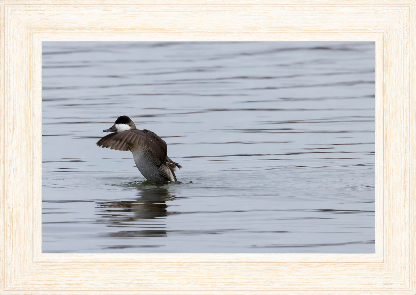 Take-off Ruddy