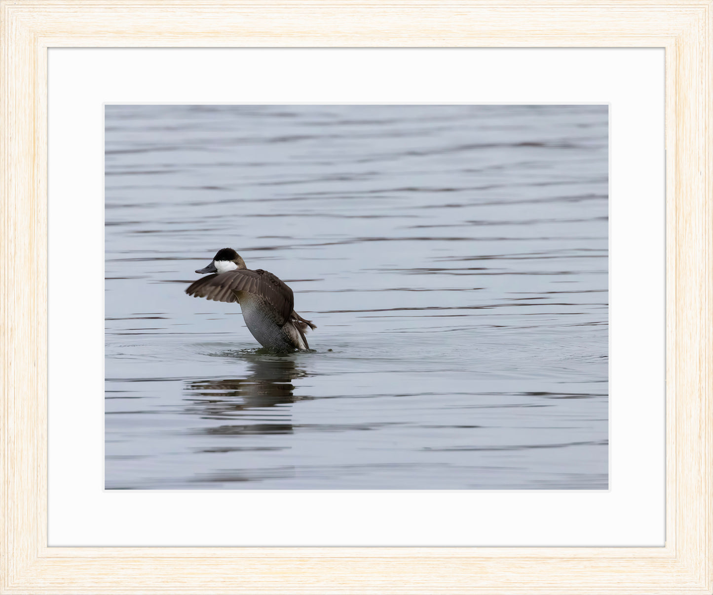 Take-off Ruddy