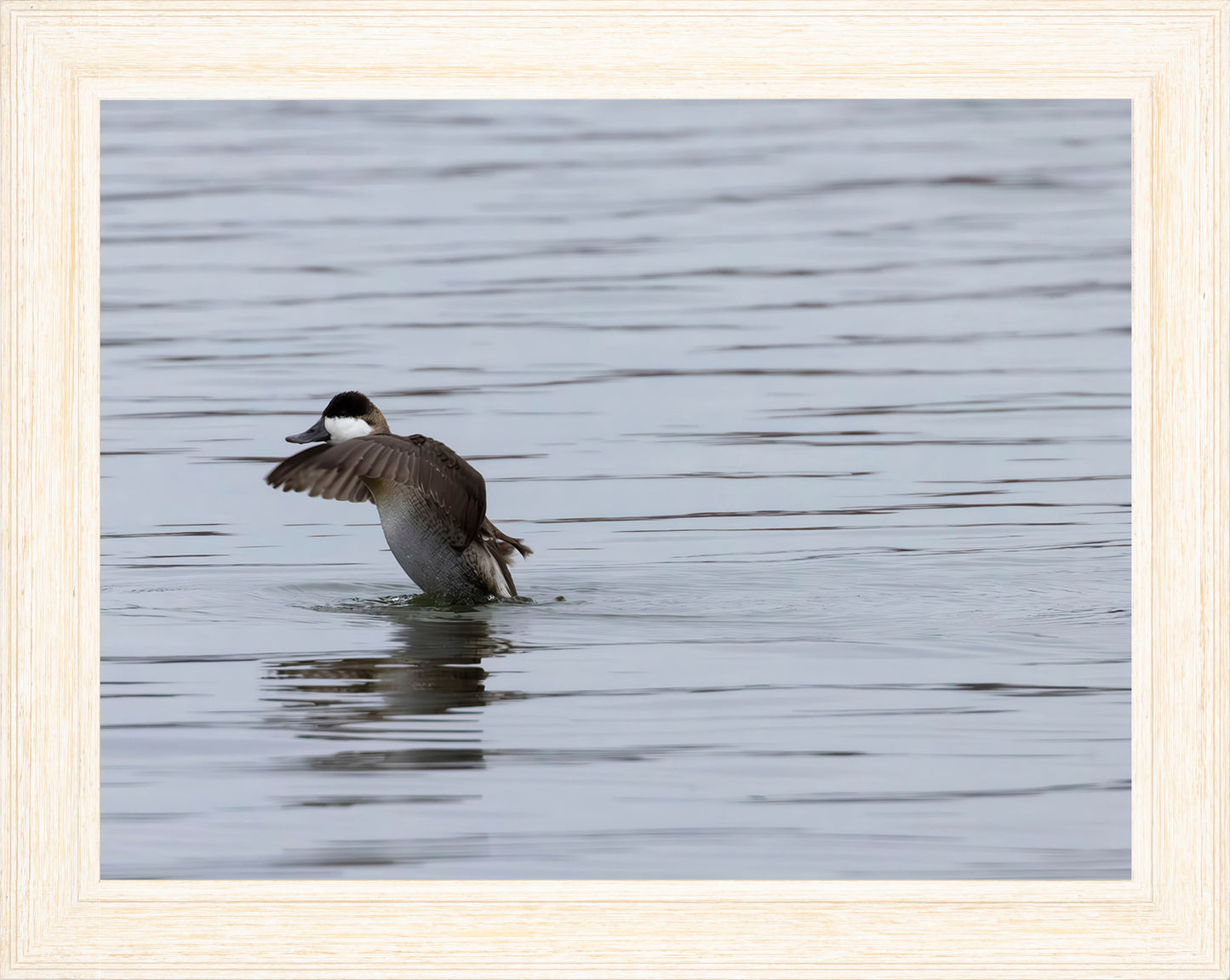 Take-off Ruddy