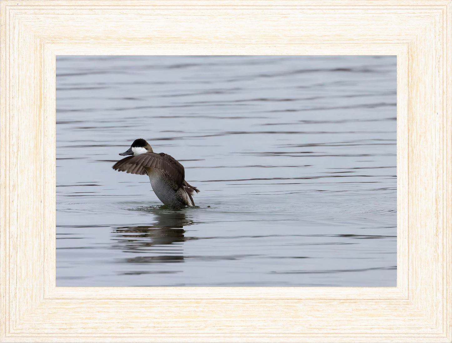 Take-off Ruddy