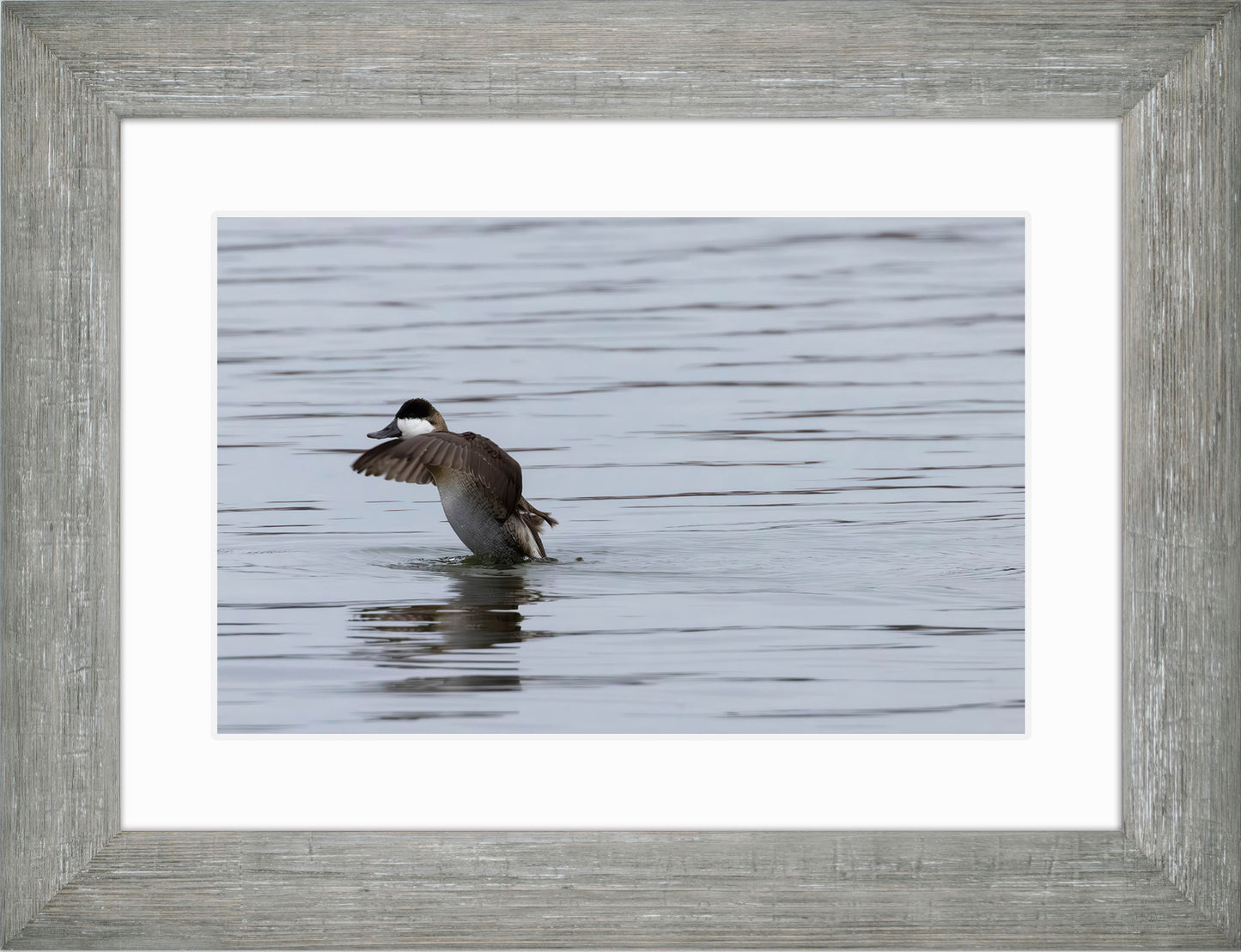 Take-off Ruddy