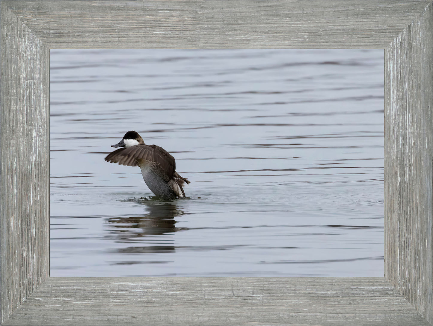 Take-off Ruddy