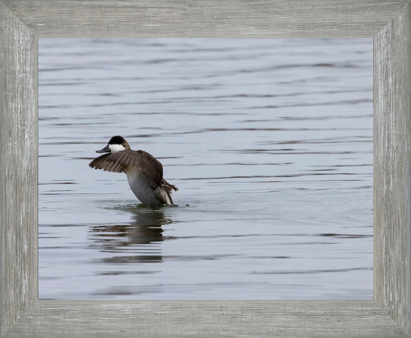 Take-off Ruddy