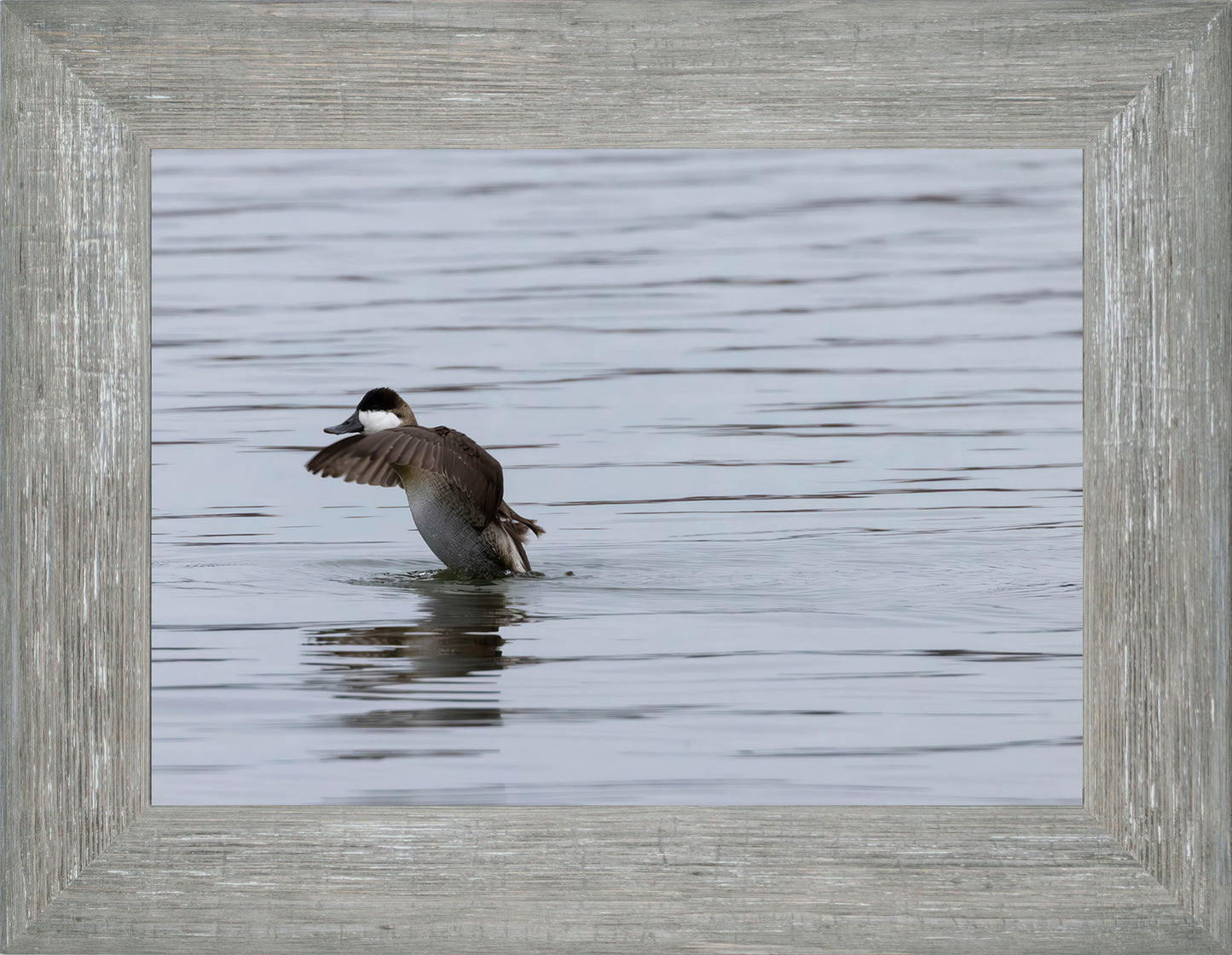 Take-off Ruddy