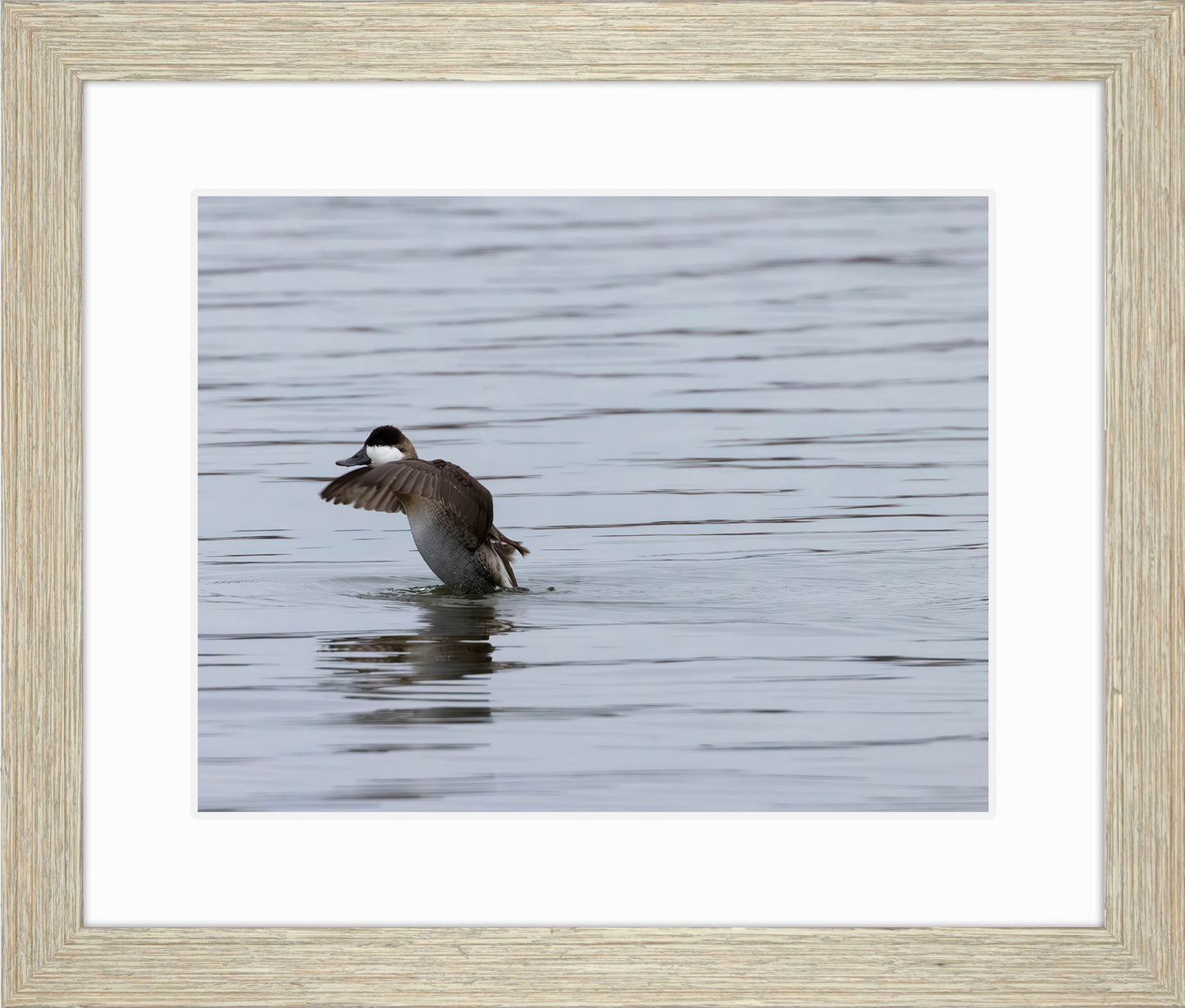 Take-off Ruddy