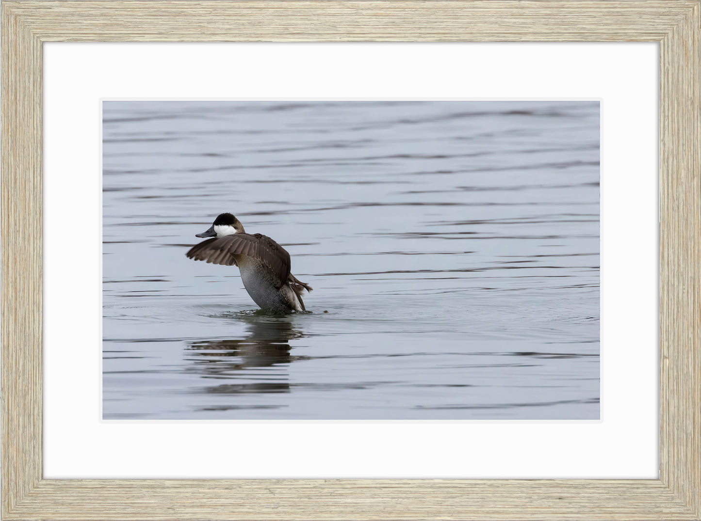 Take-off Ruddy