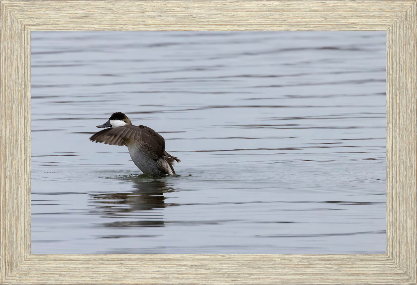 Take-off Ruddy