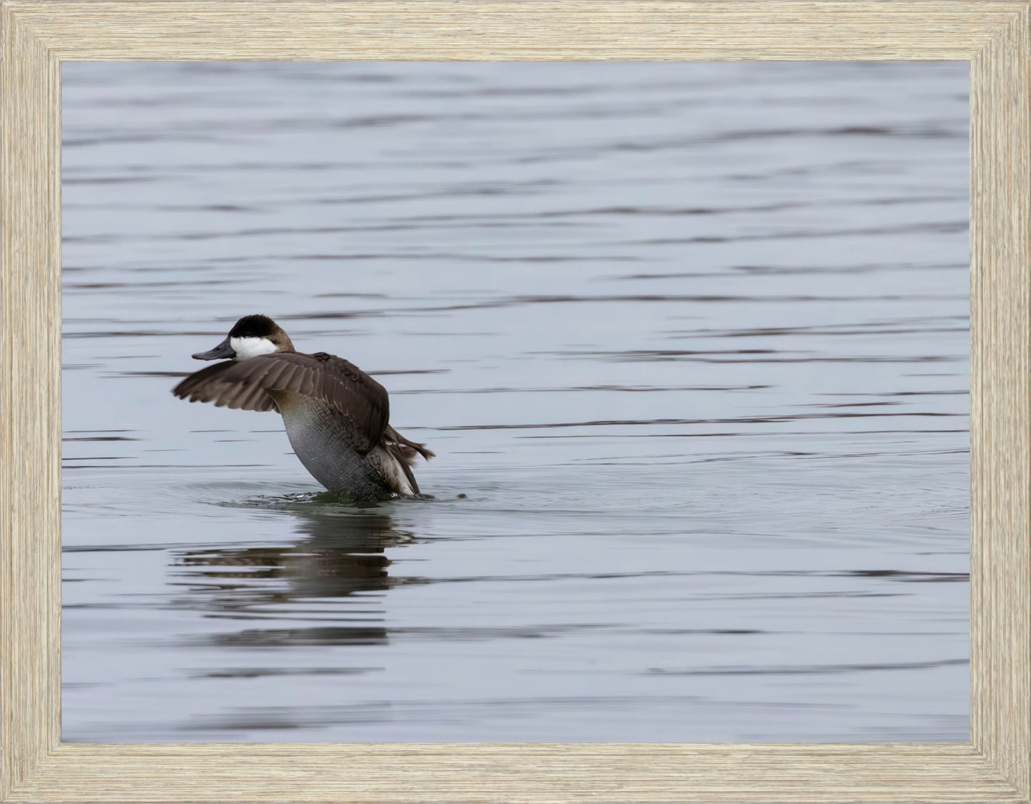 Take-off Ruddy