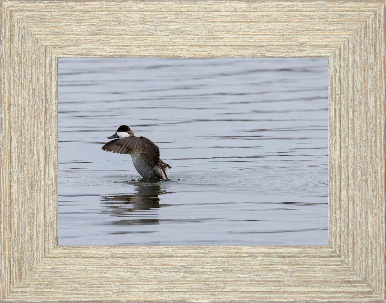 Take-off Ruddy