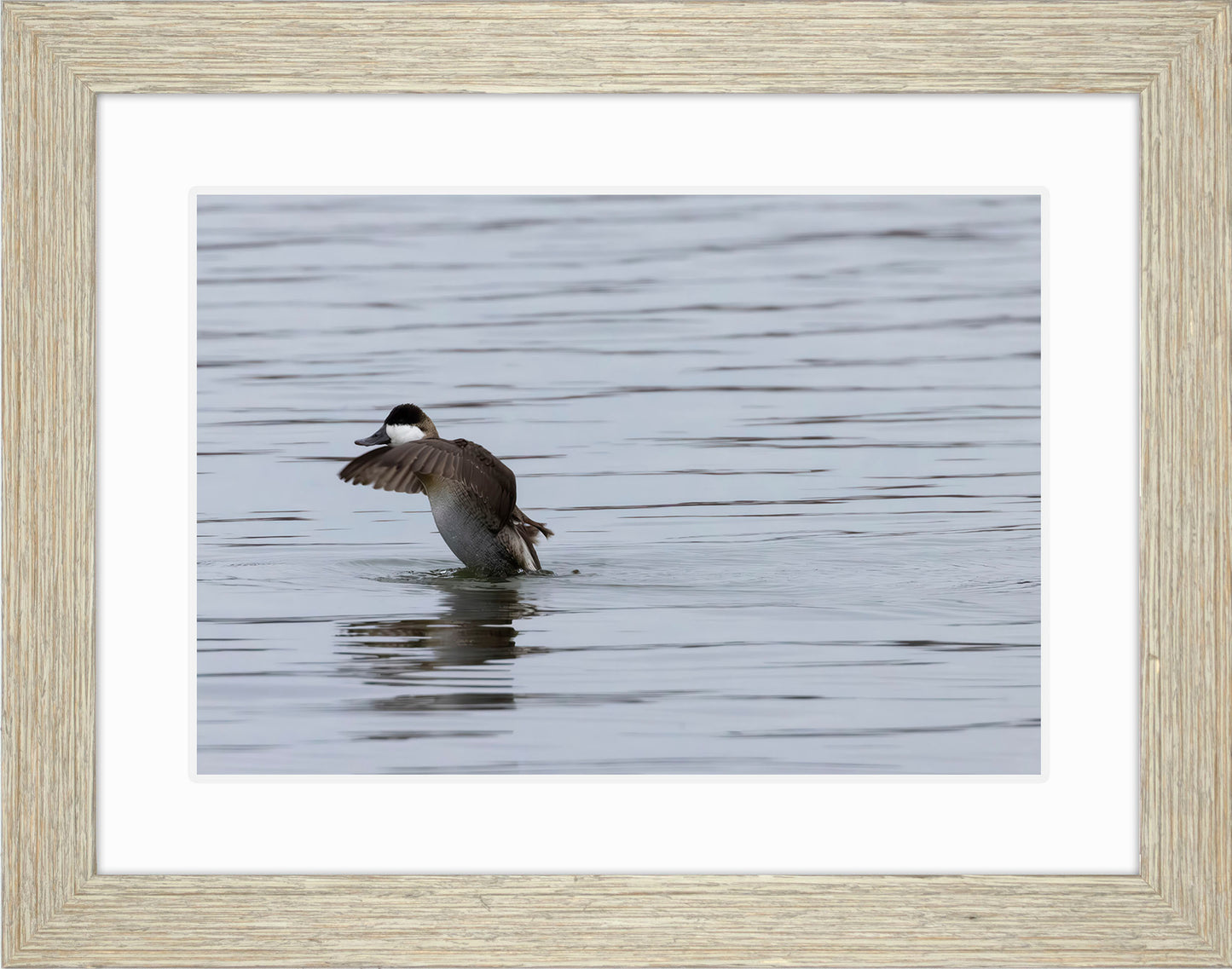 Take-off Ruddy