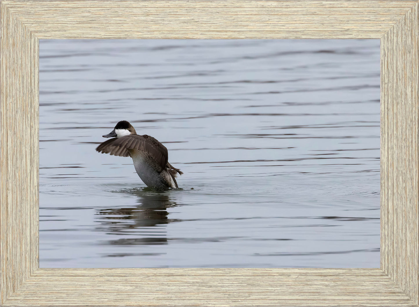 Take-off Ruddy