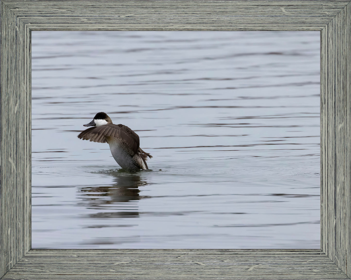 Take-off Ruddy