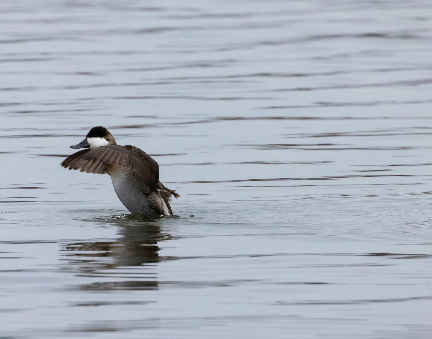 Take-off Ruddy