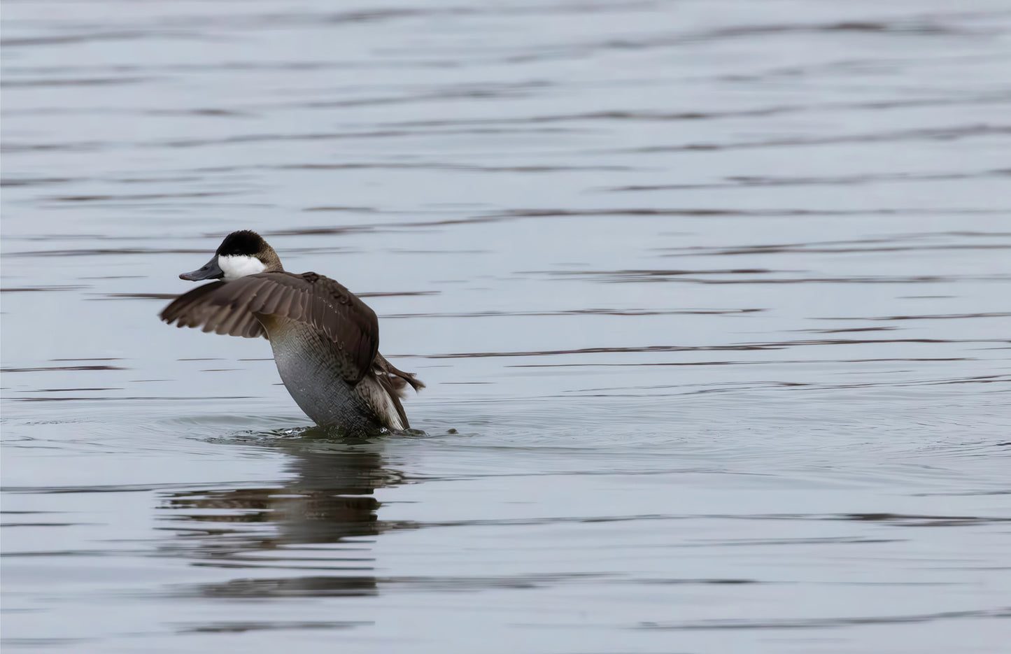 Take-off Ruddy