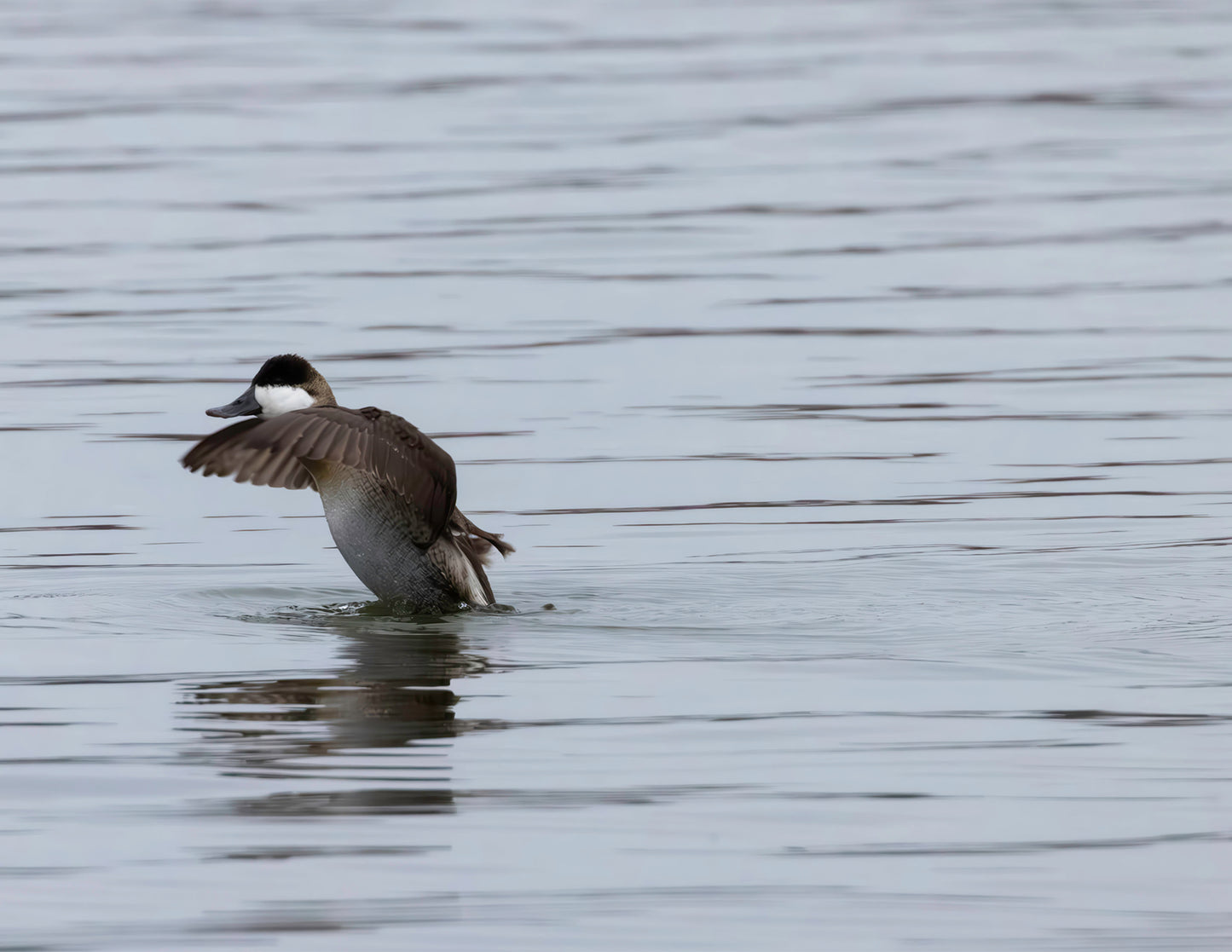 Take-off Ruddy