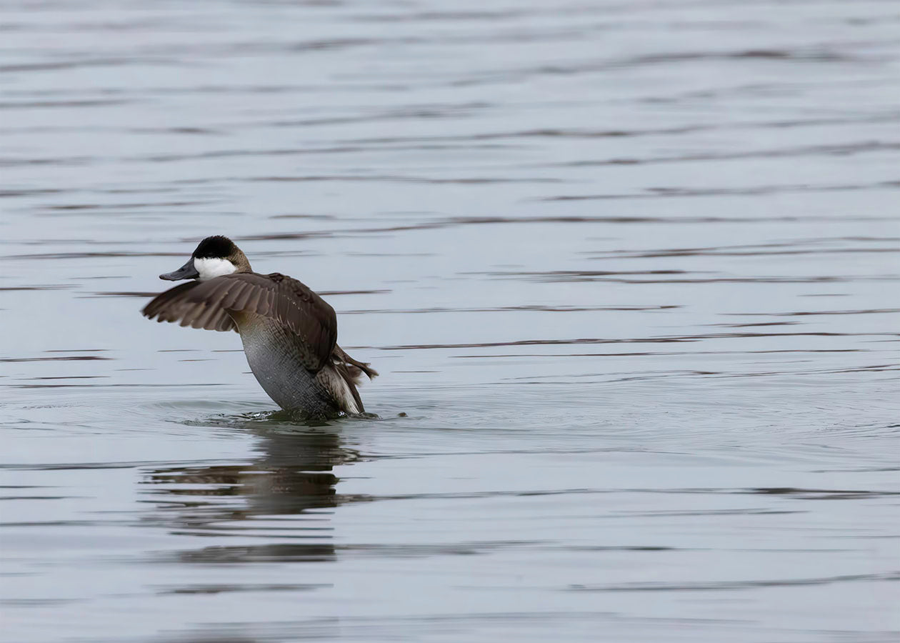 Take-off Ruddy