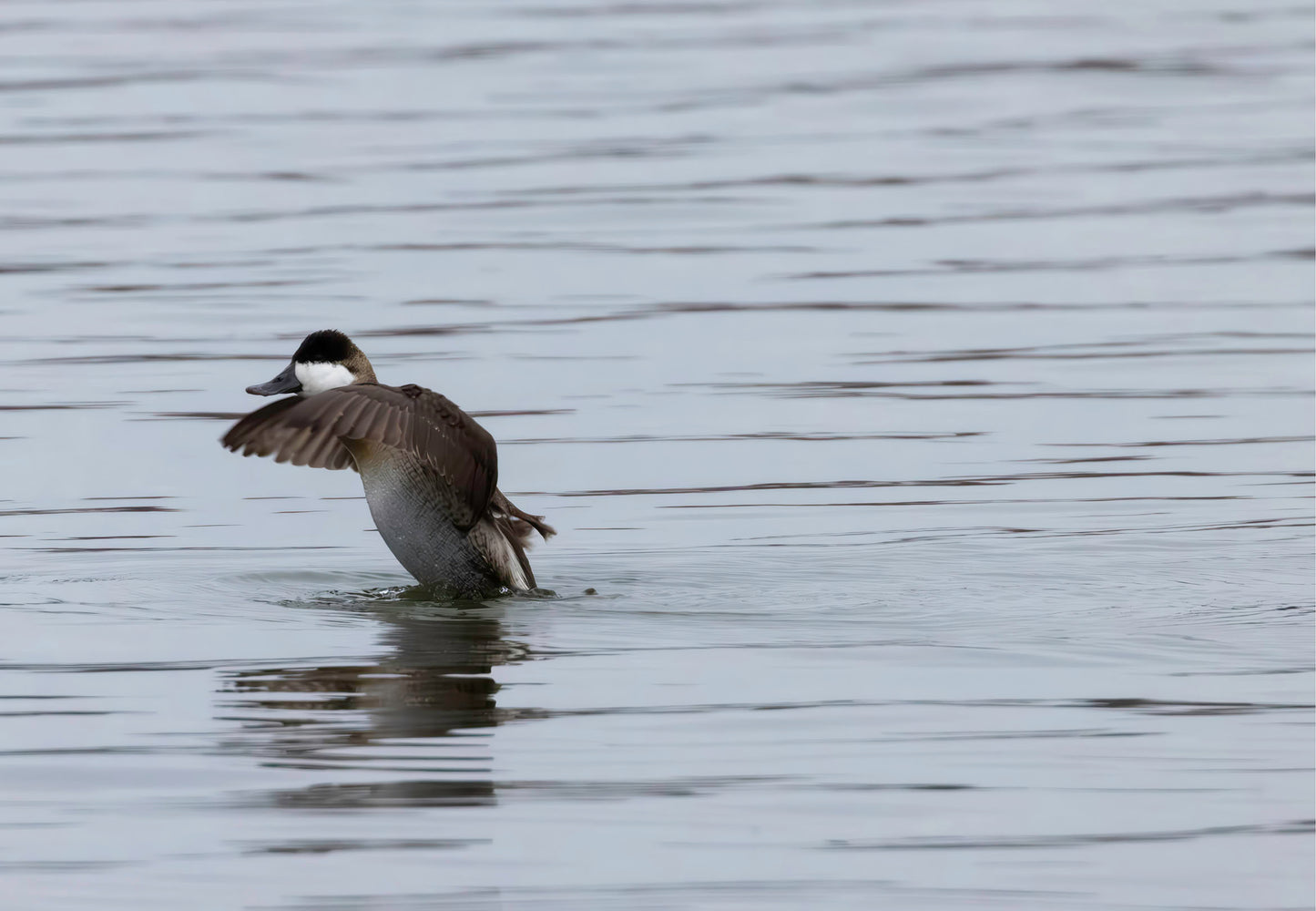 Take-off Ruddy