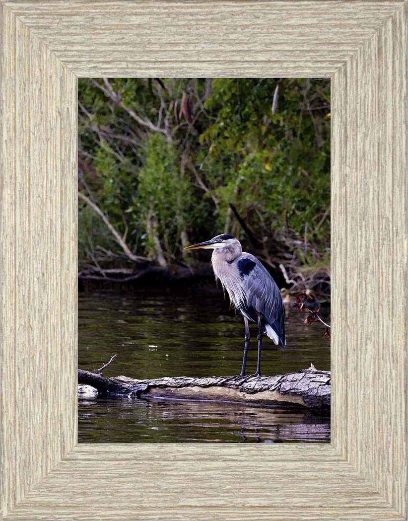 The Surveyor -- Digital Print