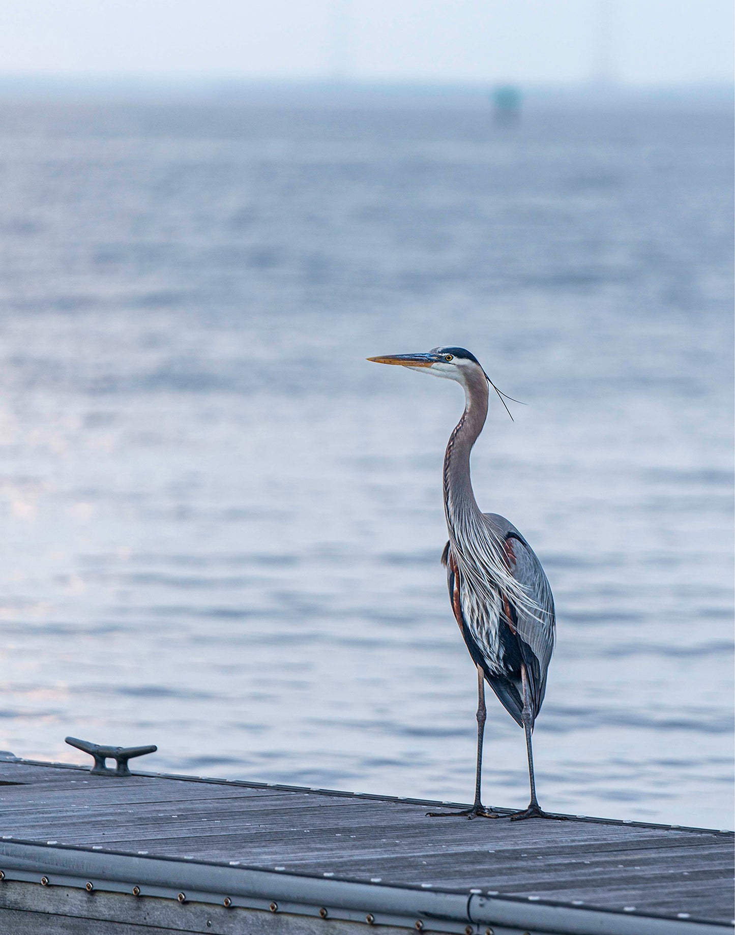 Waiting for a Mate -- Digital Print