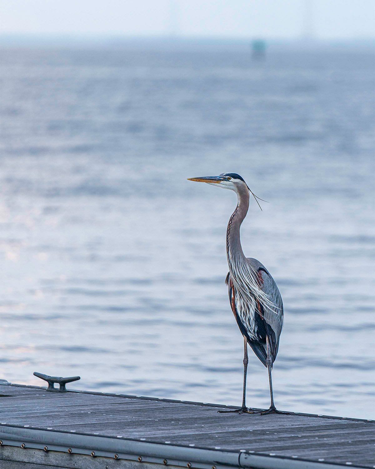 Waiting for a Mate -- Digital Print